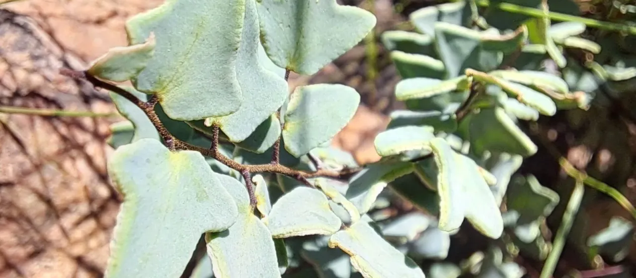 Pellaea calomelanos