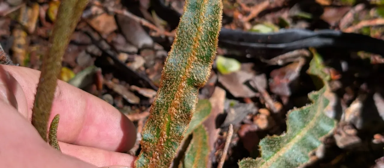 Elaphoglossum paleaceum