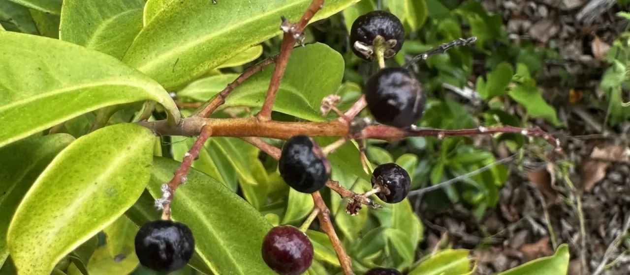 Ardisia escallonioides