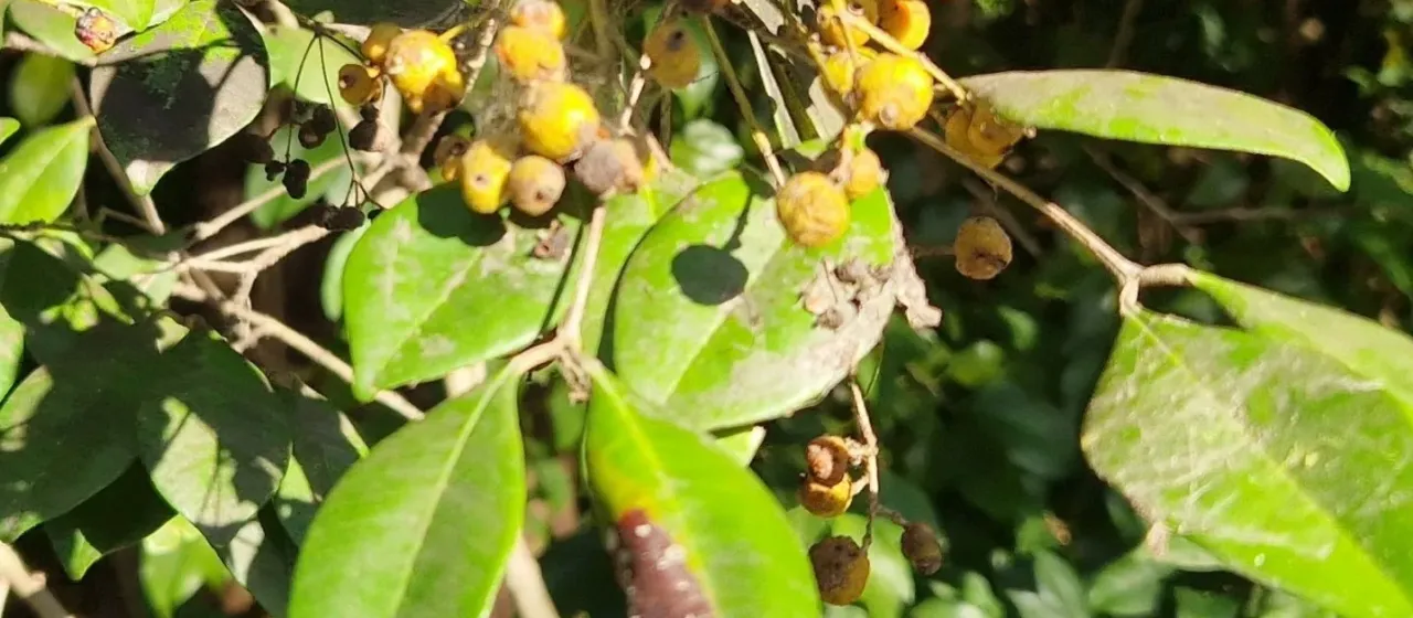 Myrcia chytraculia