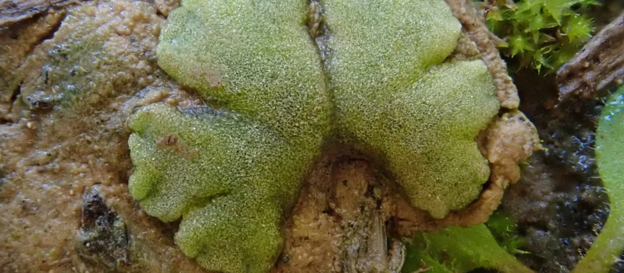 Crystalwort