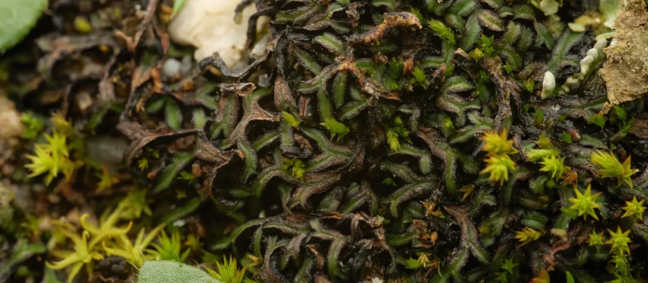 Riccia nigrella