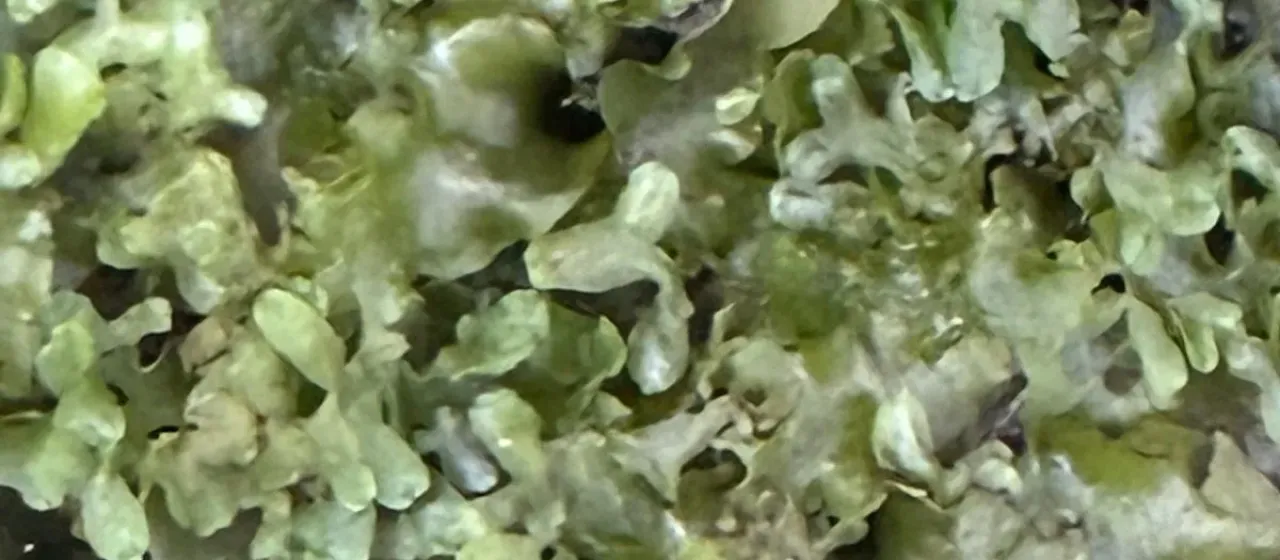 Pellia endiviifolia