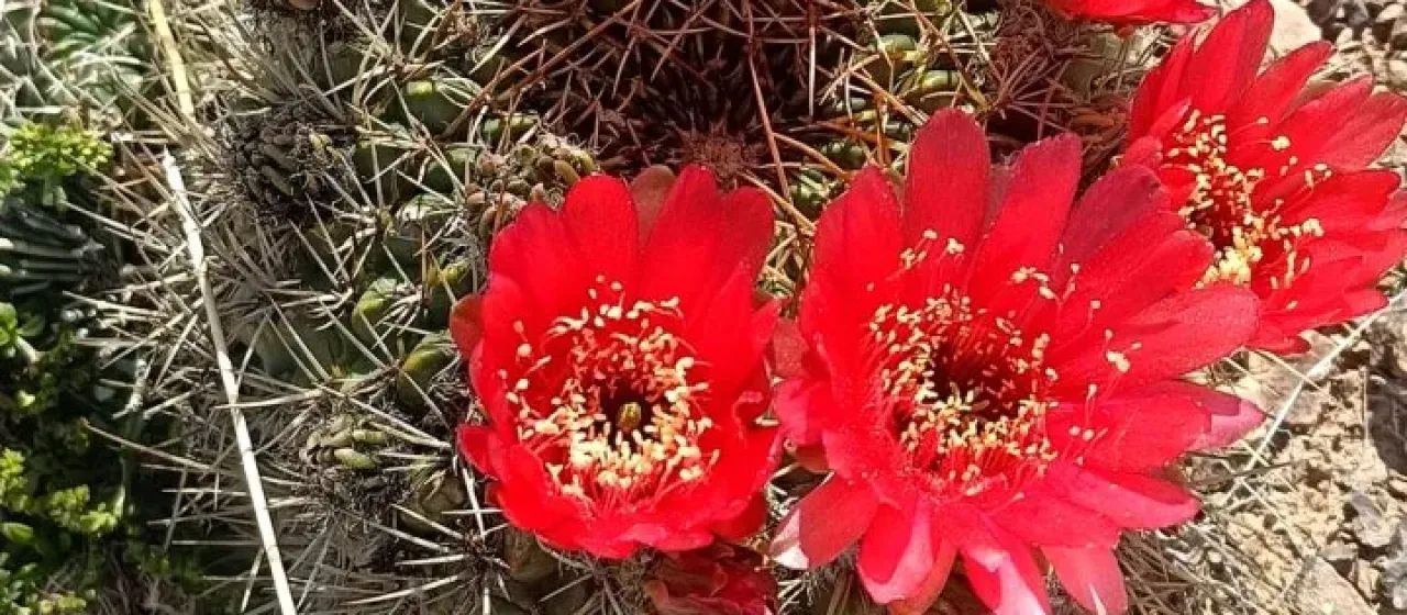 Lobivia cinnabarina