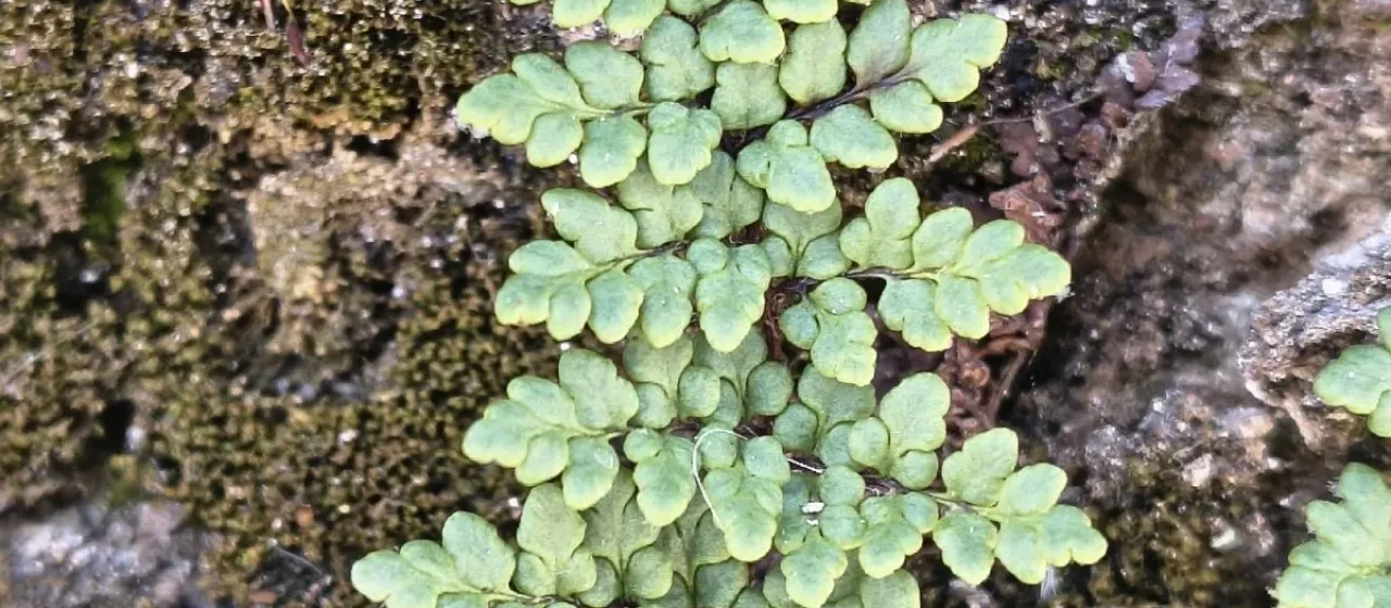 Cheilanthes acrostica