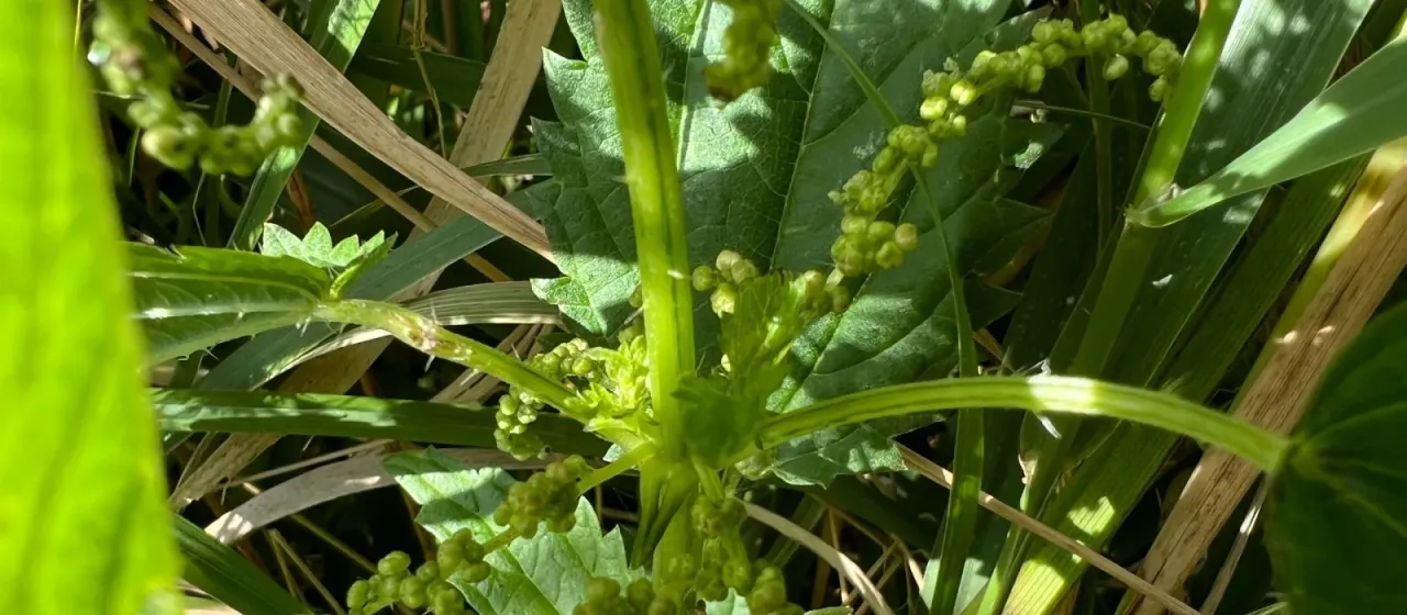 Kiev nettle