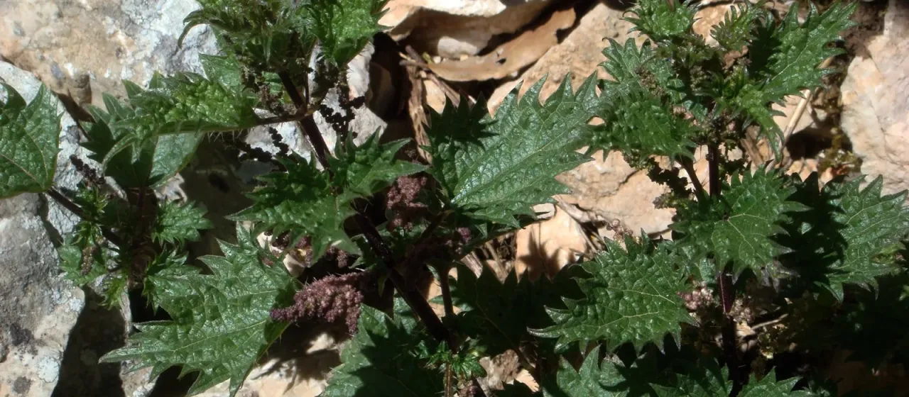 Dark nettle