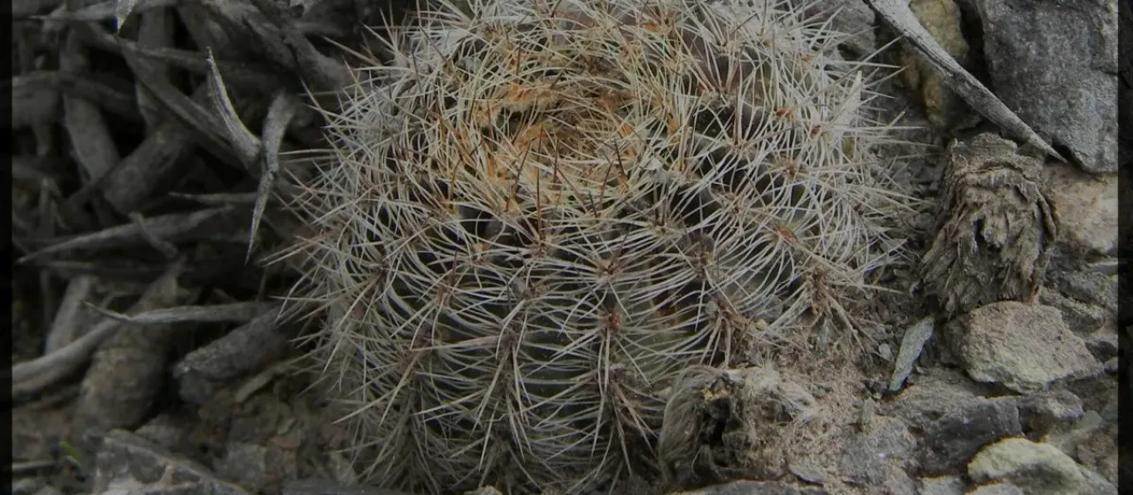 Echinopsis densispina