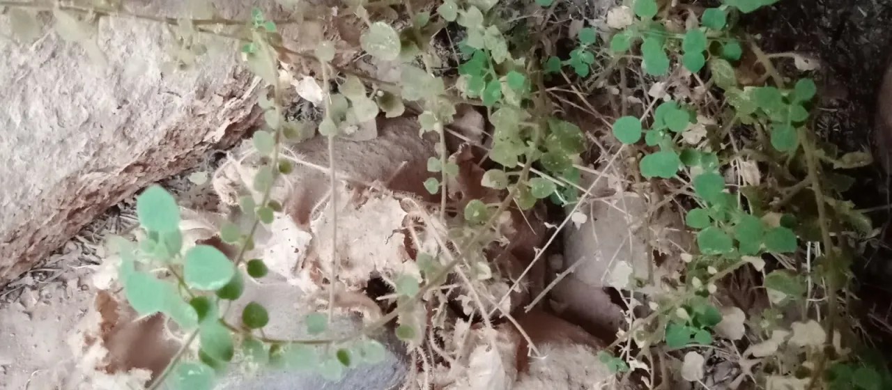 Parietaria alsinifolia