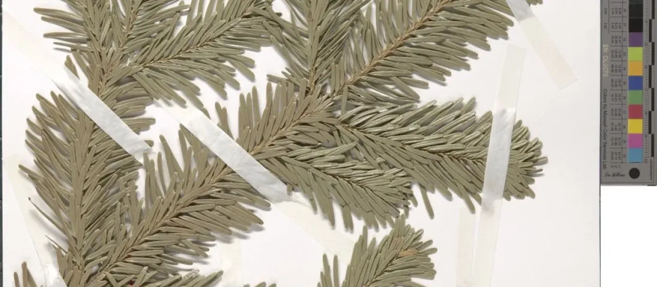 Sicilian fir