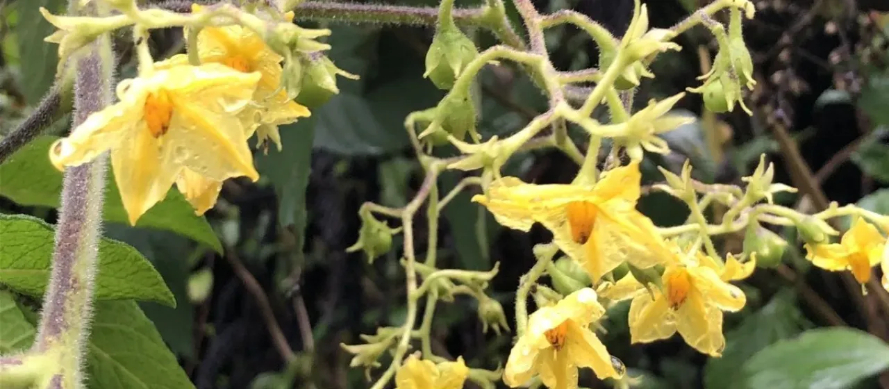Walnut-leaved nightshade