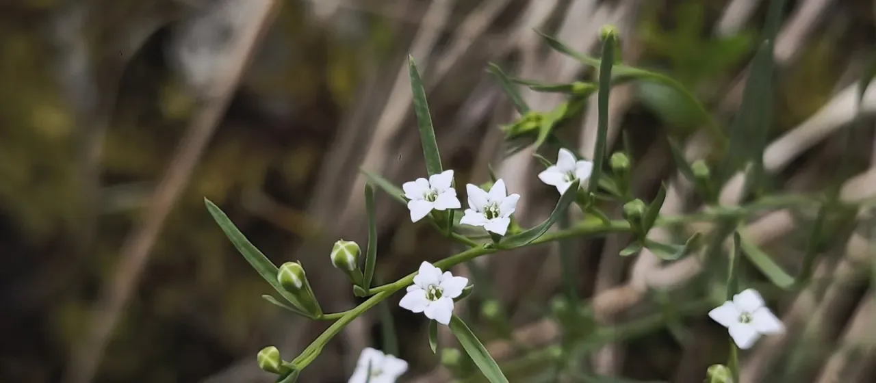 Alpine toadflax (Thesium alpinum)