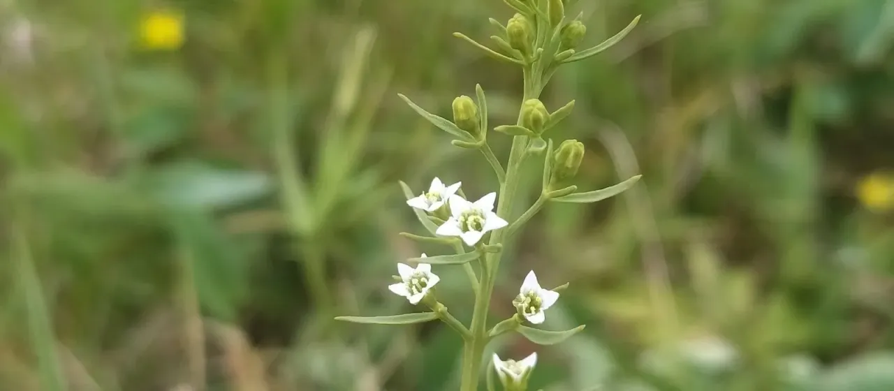 Pyrenean toadflax