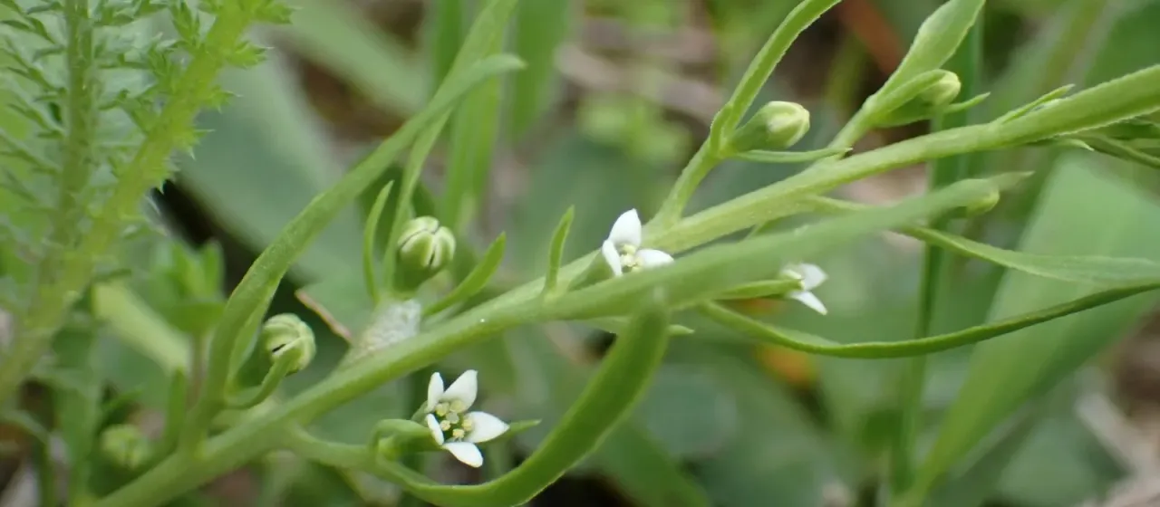 Thesium dollineri