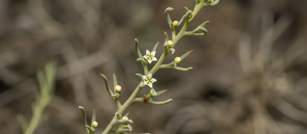 Thesium bergeri