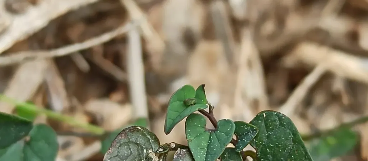 Aristolochia bianorii