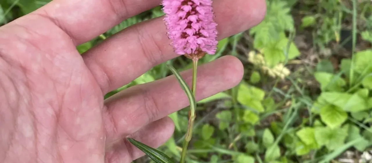 Bistorta carnea