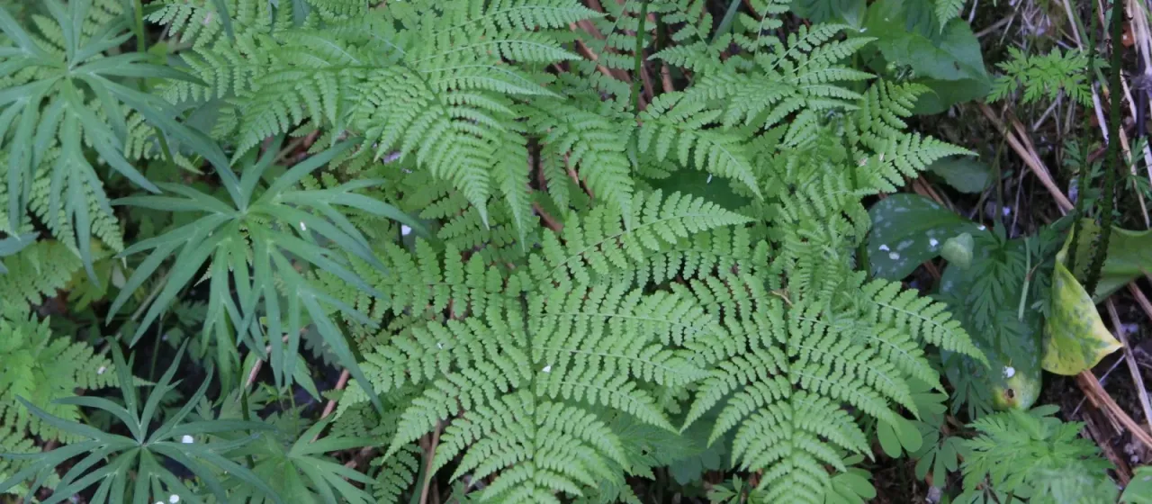 Siberian lady fern
