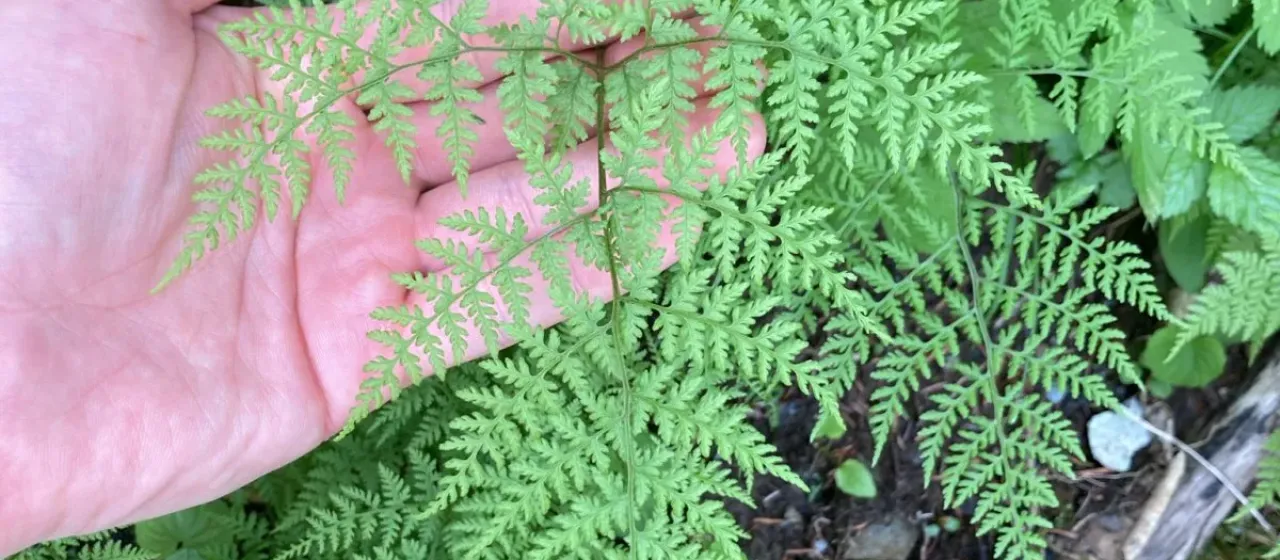 Mountain bladder fern