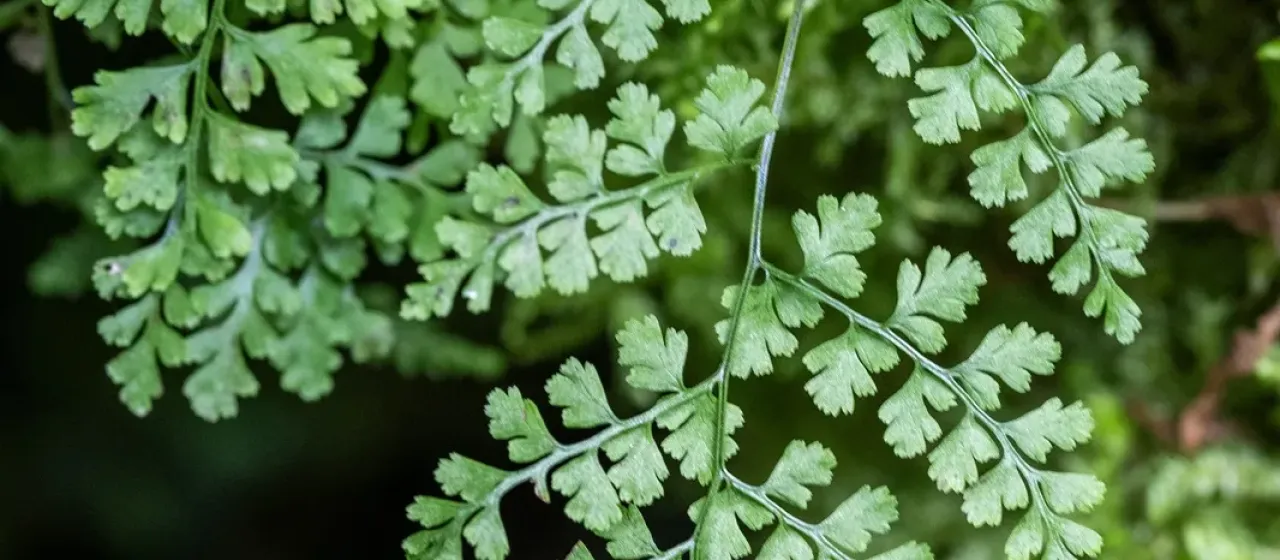 Sudetic bladder fern