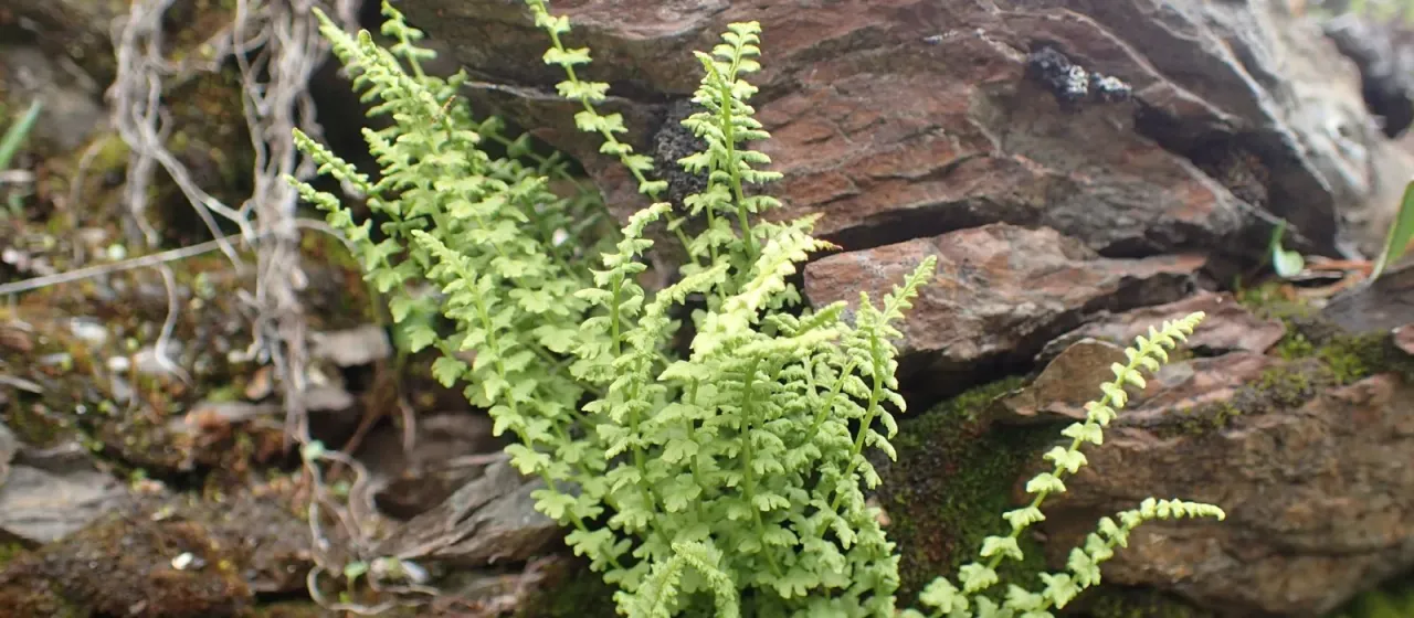 Smooth woodsia