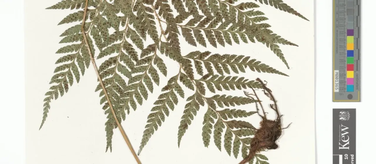 Arachniodes webbiana