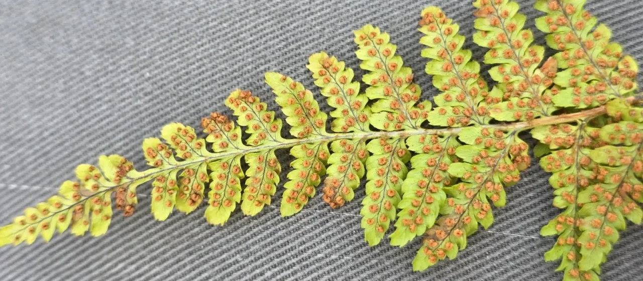 Hay-scented buckler fern