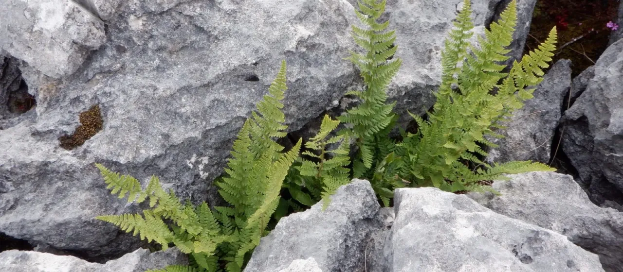 Mountain buckler fern