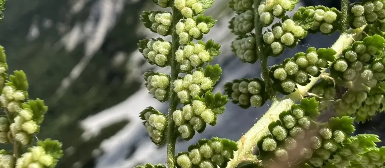 Rigid Buckler-fern