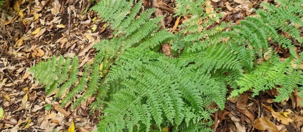 Madeiran wood fern
