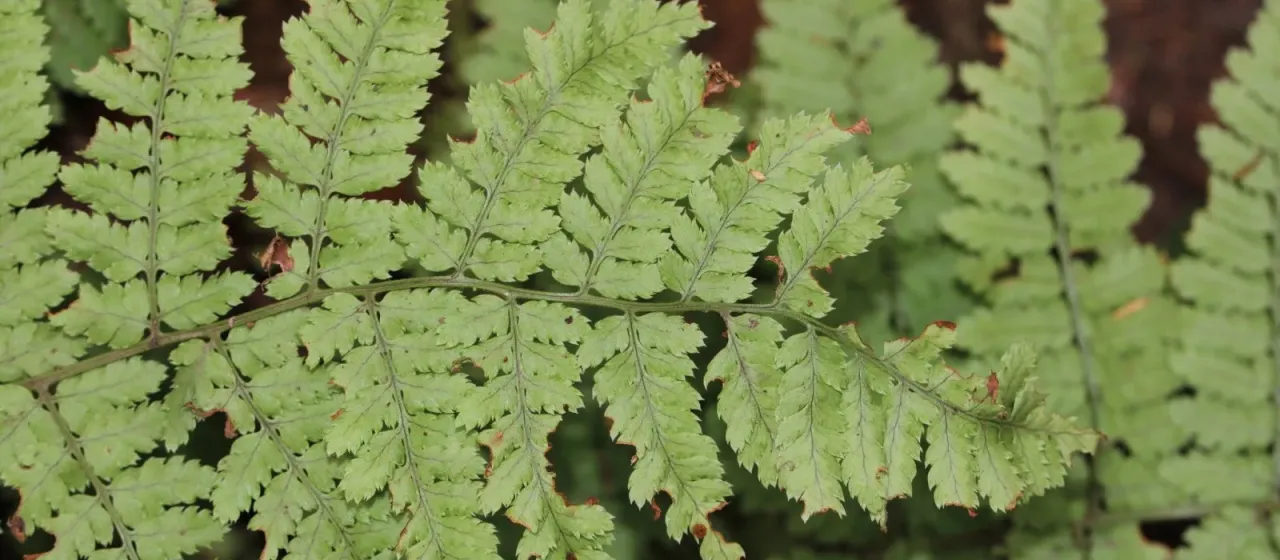 Guanche wood fern