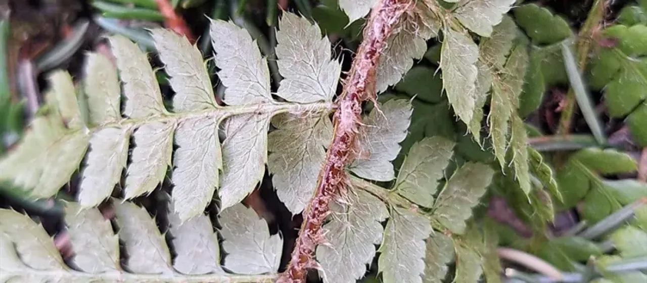 Braun's holly fern