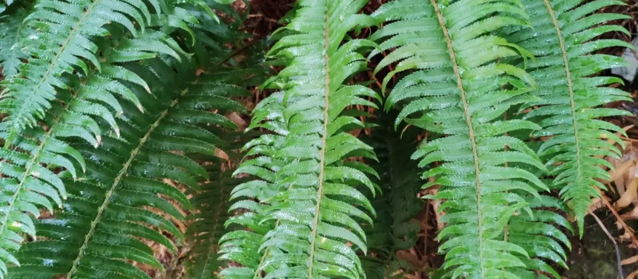 Polystichum falcinellum