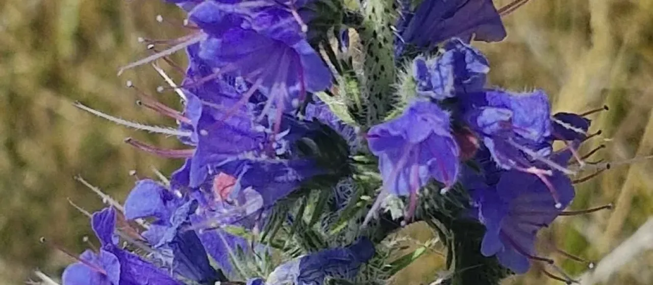 Viper's bugloss