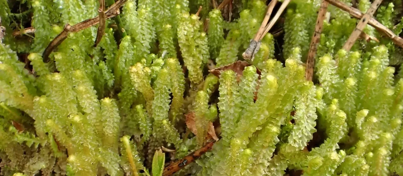 Barbilophozia lycopodioides