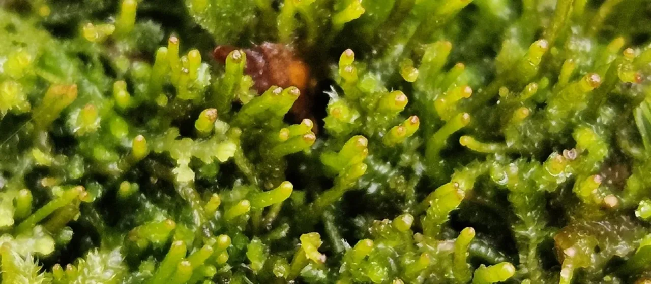 Barbilophozia attenuata
