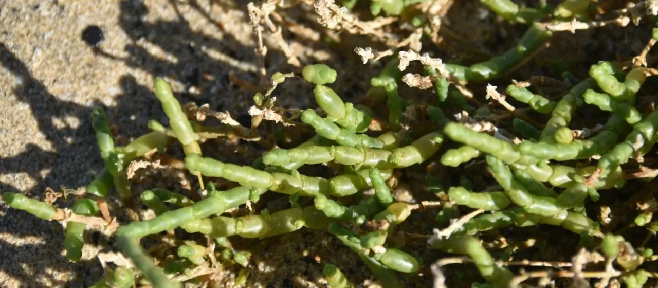 Perennial glasswort