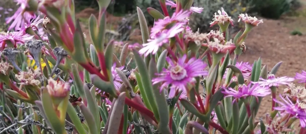 Ruschia caroli