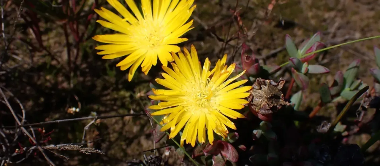 Lampranthus glaucus