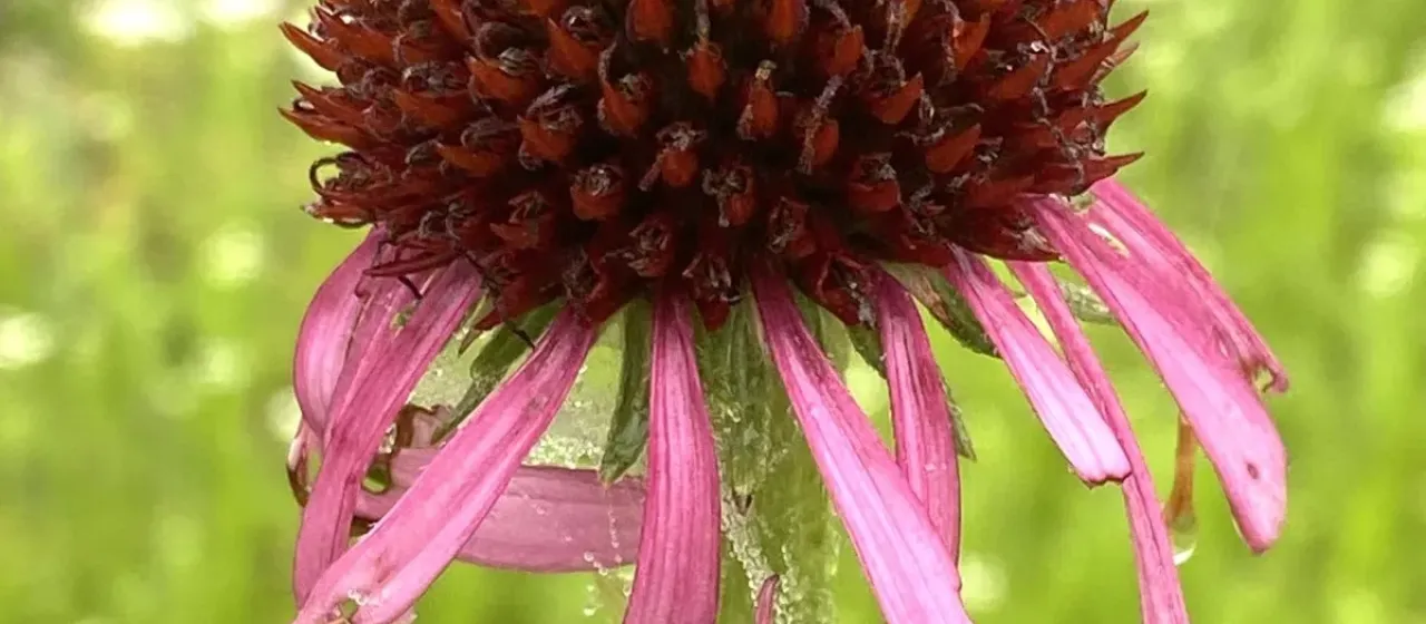 Topeka purple coneflower