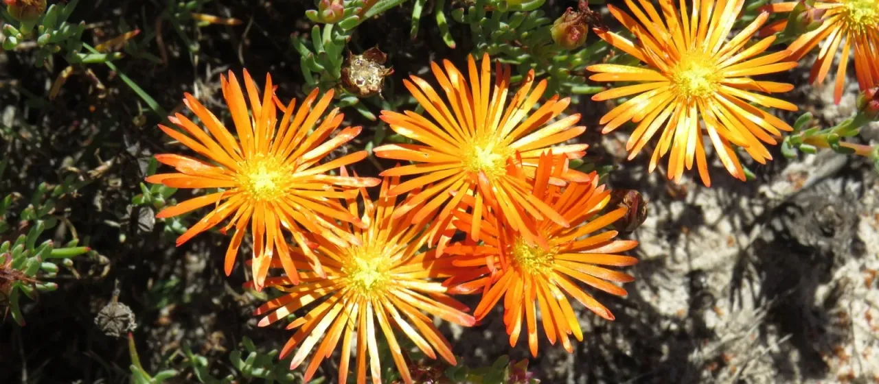 Orange ice plant