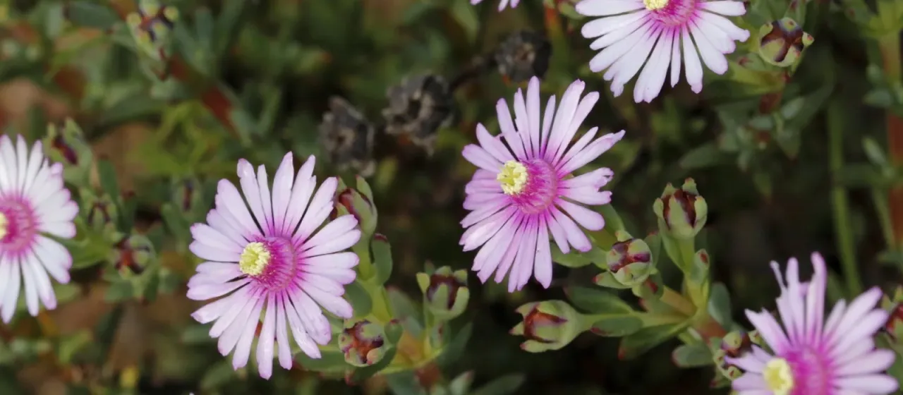 Lampranthus scaber