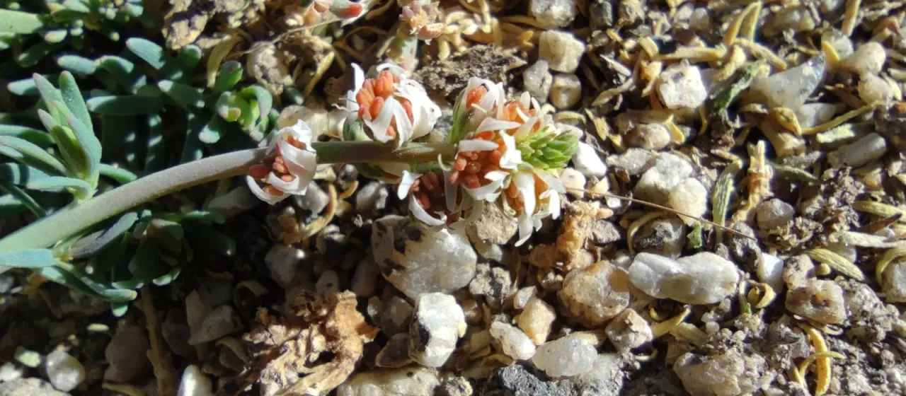 Reseda gredensis
