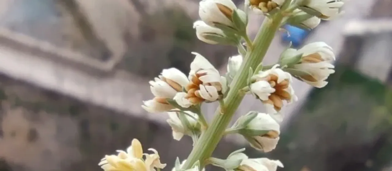 Reseda undata