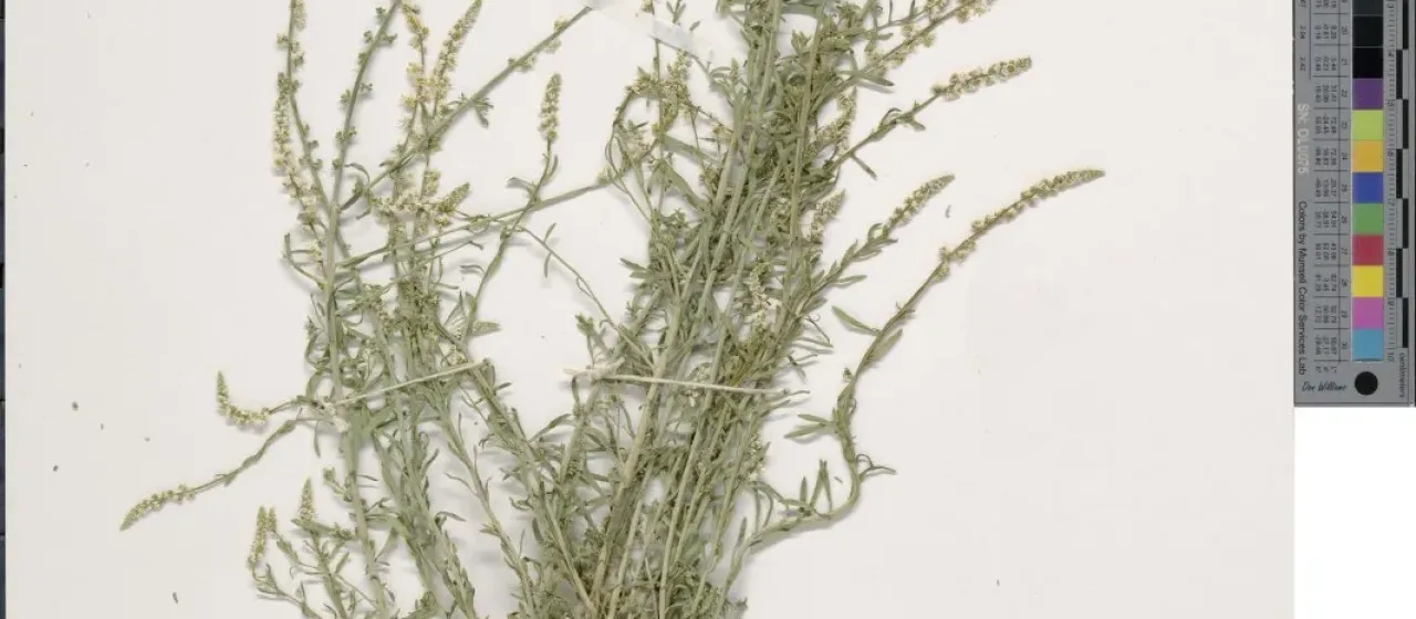 Sesamoides suffruticosa