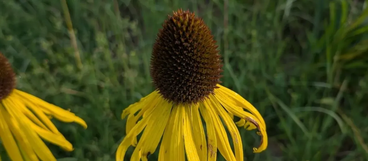 Yellow coneflower