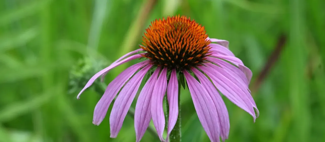 Purple coneflower