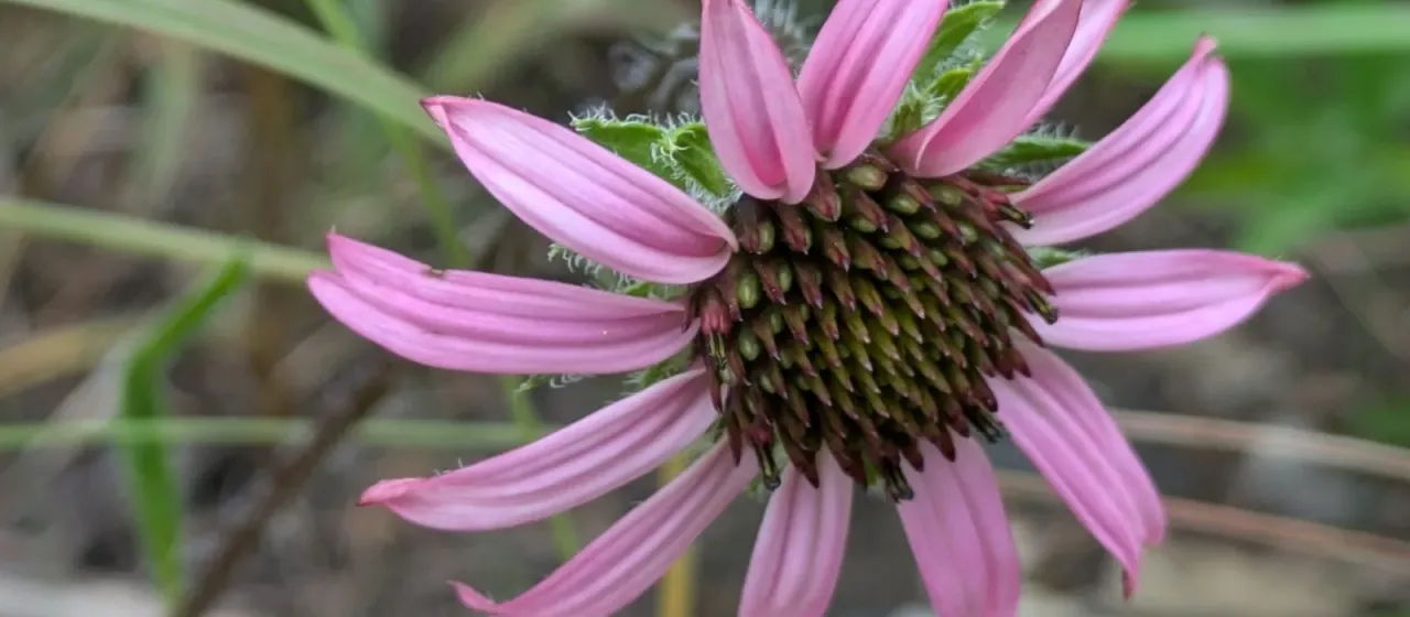 Tennessee purple-coneflower