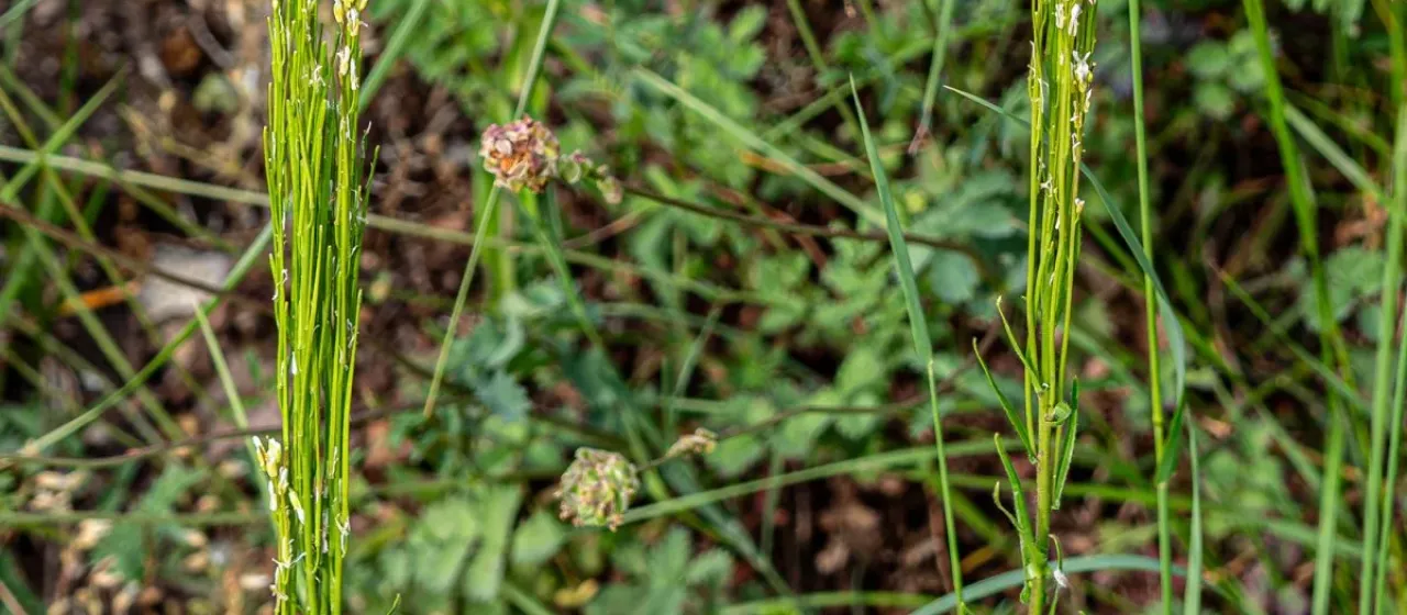 Arabis sagittata