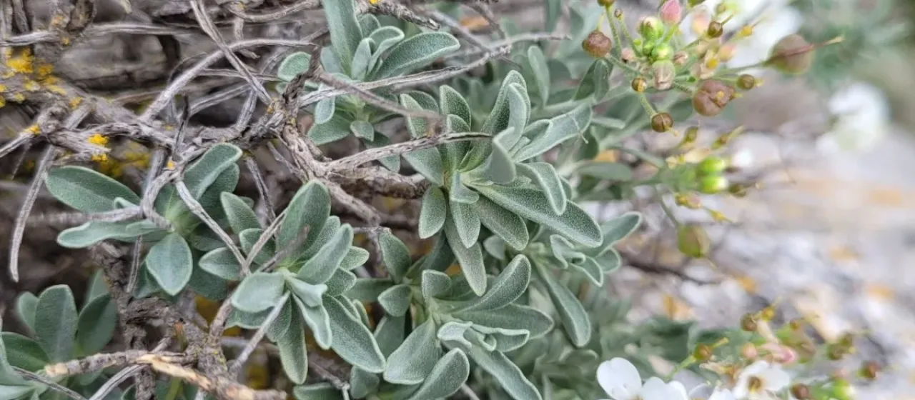 Hormathophylla saxigena